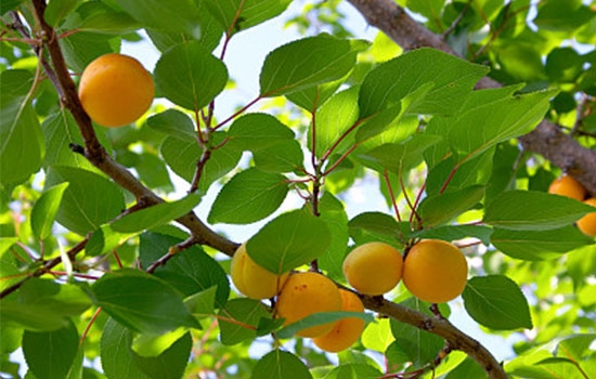 立夏吃個杏，到老沒有病